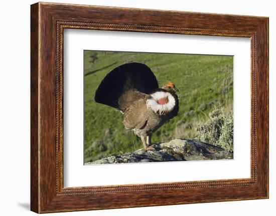 Dusky Grouse, Courtship Display-Ken Archer-Framed Photographic Print