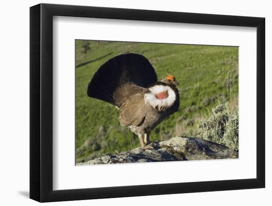 Dusky Grouse, Courtship Display-Ken Archer-Framed Photographic Print