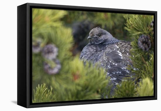 Dusky Grouse-Ken Archer-Framed Premier Image Canvas