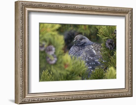 Dusky Grouse-Ken Archer-Framed Photographic Print