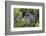 Dusky Grouse-Ken Archer-Framed Photographic Print