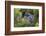 Dusky Grouse-Ken Archer-Framed Photographic Print