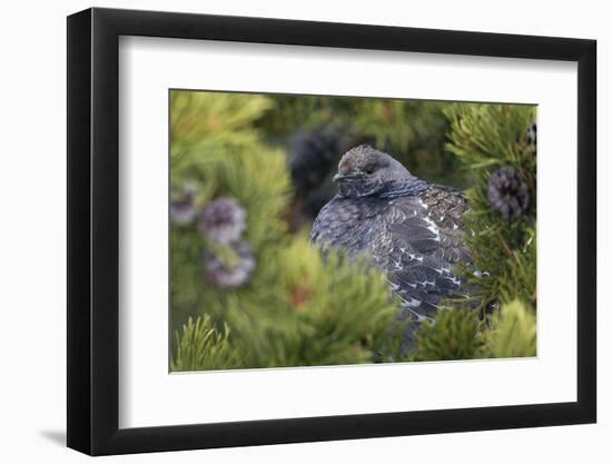 Dusky Grouse-Ken Archer-Framed Photographic Print