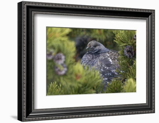 Dusky Grouse-Ken Archer-Framed Photographic Print