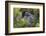 Dusky Grouse-Ken Archer-Framed Photographic Print