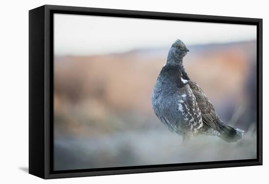 Dusky Grouse-Ken Archer-Framed Premier Image Canvas