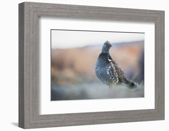 Dusky Grouse-Ken Archer-Framed Photographic Print