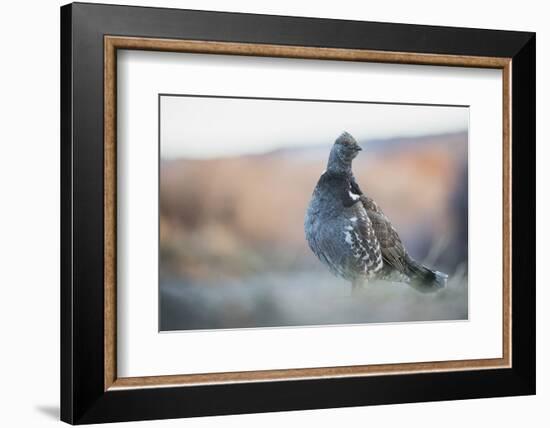 Dusky Grouse-Ken Archer-Framed Photographic Print