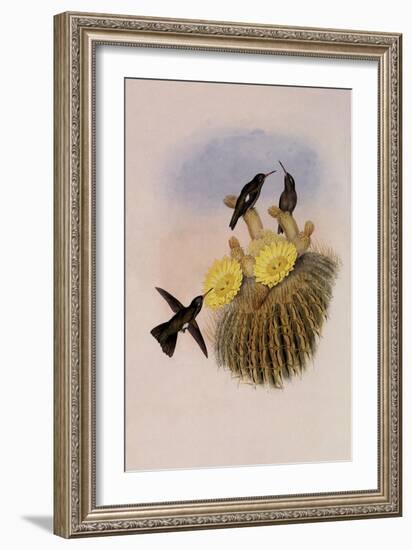 Dusky Hummingbird, Ph?optila Sordida-John Gould-Framed Giclee Print