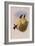 Dusky Hummingbird, Ph?optila Sordida-John Gould-Framed Giclee Print