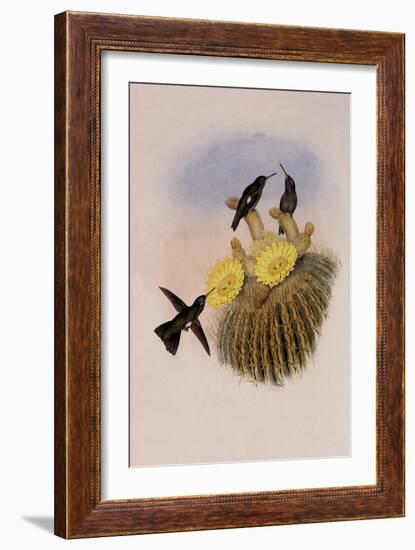 Dusky Hummingbird, Ph?optila Sordida-John Gould-Framed Giclee Print