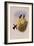 Dusky Hummingbird, Ph?optila Sordida-John Gould-Framed Giclee Print