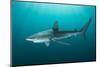 Dusky shark swimming through light rays, South Africa-Andy Murch-Mounted Photographic Print