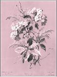 Dussurgey Roses on Pink-Dussurgey-Art Print