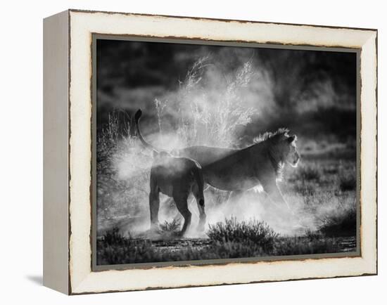 Dust Cats-Jaco Marx-Framed Premier Image Canvas