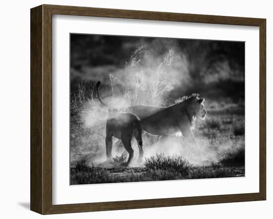 Dust Cats-Jaco Marx-Framed Photographic Print