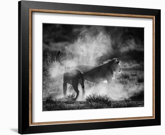 Dust Cats-Jaco Marx-Framed Photographic Print