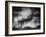 Dust Cats-Jaco Marx-Framed Photographic Print