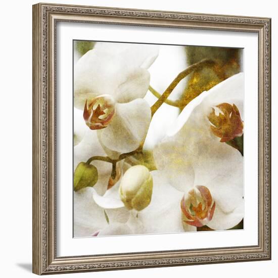 Dust Orchid-Viviane Fedieu Daniel-Framed Photographic Print