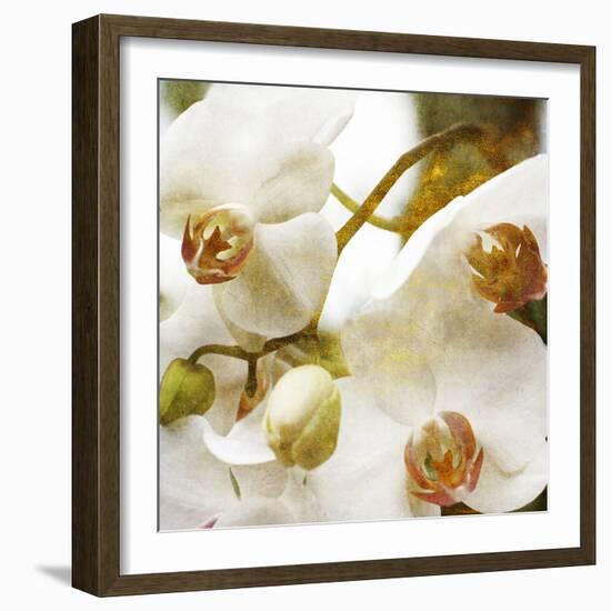 Dust Orchid-Viviane Fedieu Daniel-Framed Photographic Print