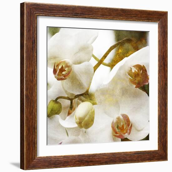 Dust Orchid-Viviane Fedieu Daniel-Framed Photographic Print