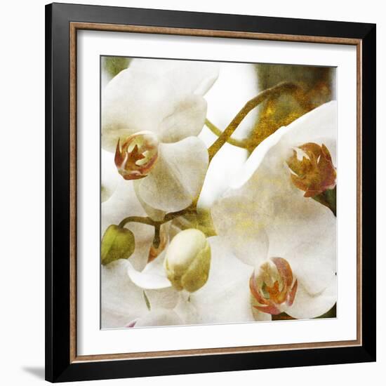 Dust Orchid-Viviane Fedieu Daniel-Framed Photographic Print