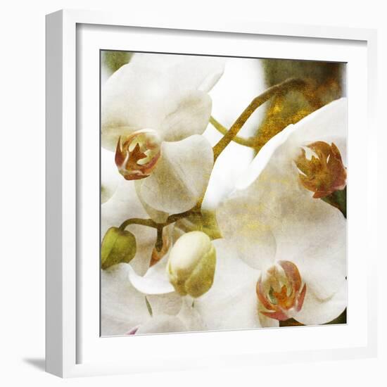 Dust Orchid-Viviane Fedieu Daniel-Framed Photographic Print