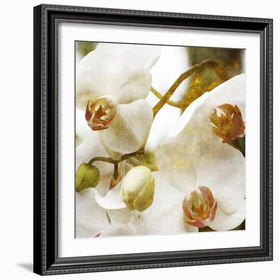 Dust Orchid-Viviane Fedieu Daniel-Framed Photographic Print