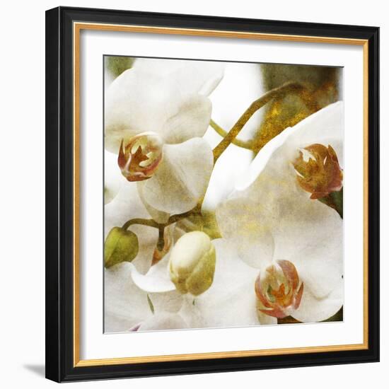 Dust Orchid-Viviane Fedieu Daniel-Framed Photographic Print