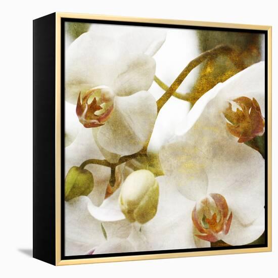 Dust Orchid-Viviane Fedieu Daniel-Framed Premier Image Canvas