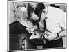 Dusting a Box for Fingerprints at New Scotland Yard. Metropolitan Police-null-Mounted Photographic Print