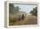 Dusty Road, Mount Mulanje, Malawi, Africa-Michael Runkel-Framed Premier Image Canvas