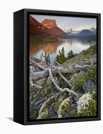 Dusty Star Mountain, St. Mary Lake, and Wildflowers at Dawn, Glacier National Park, Montana, United-James Hager-Framed Premier Image Canvas