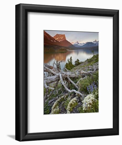 Dusty Star Mountain, St. Mary Lake, and Wildflowers at Dawn, Glacier National Park, Montana, United-James Hager-Framed Photographic Print