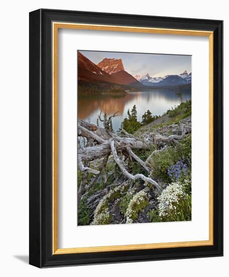 Dusty Star Mountain, St. Mary Lake, and Wildflowers at Dawn, Glacier National Park, Montana, United-James Hager-Framed Photographic Print