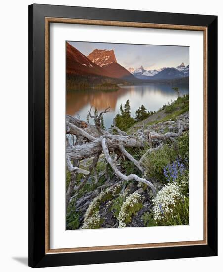 Dusty Star Mountain, St. Mary Lake, and Wildflowers at Dawn, Glacier National Park, Montana, United-James Hager-Framed Photographic Print