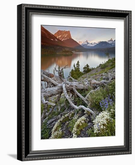 Dusty Star Mountain, St. Mary Lake, and Wildflowers at Dawn, Glacier National Park, Montana, United-James Hager-Framed Photographic Print