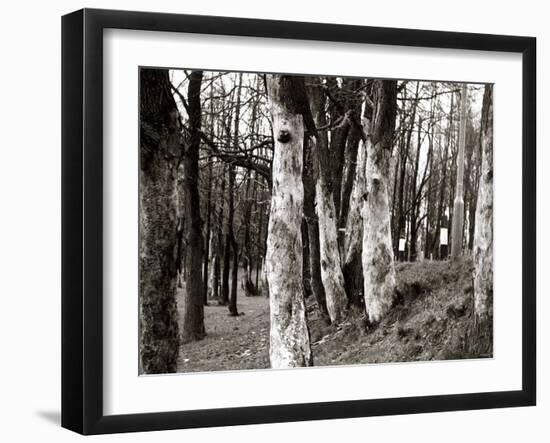 Dutch Elm Tree-null-Framed Photographic Print