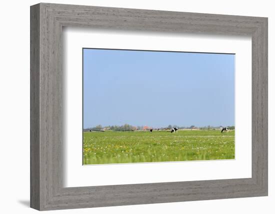 Dutch Flat Landscape with Cows in the Grass Fields-Ivonnewierink-Framed Photographic Print