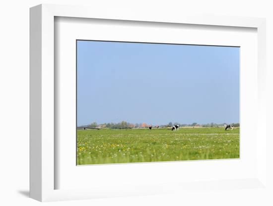 Dutch Flat Landscape with Cows in the Grass Fields-Ivonnewierink-Framed Photographic Print