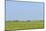 Dutch Flat Landscape with Cows in the Grass Fields-Ivonnewierink-Mounted Photographic Print