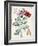 Dutch Florals VIII-Unknown-Framed Art Print