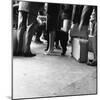 Dutch Legs, Amsterdam, Netherlands, 1963-Michael Walters-Mounted Photographic Print