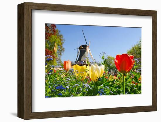 Dutch Windmill and Colorful Tulips and Forget-Me-Not Flowers in Famous Spring Garden 'Keukenhof', H-dzain-Framed Photographic Print