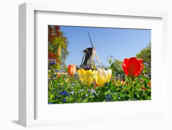 Dutch Windmill and Colorful Tulips and Forget-Me-Not Flowers in Famous Spring Garden 'Keukenhof', H-dzain-Framed Photographic Print