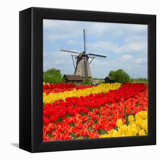 Dutch Windmill over Tulips Field-neirfy-Framed Premier Image Canvas