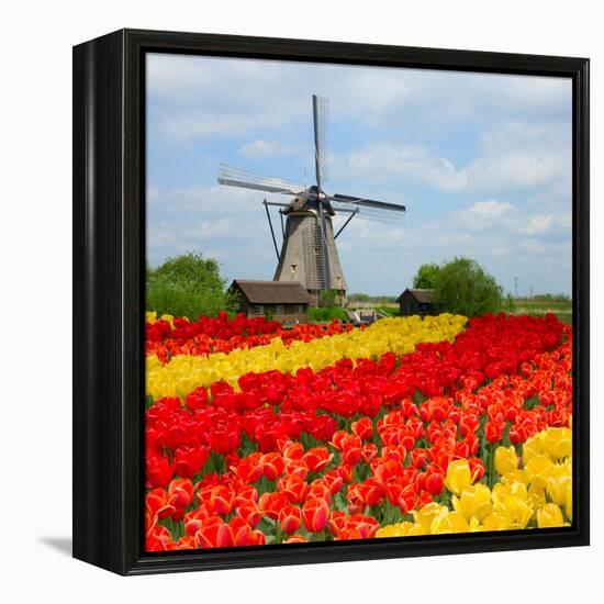 Dutch Windmill over Tulips Field-neirfy-Framed Premier Image Canvas