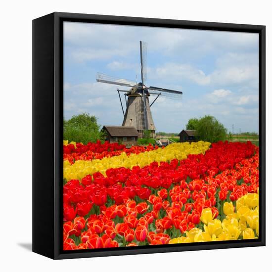 Dutch Windmill over Tulips Field-neirfy-Framed Premier Image Canvas