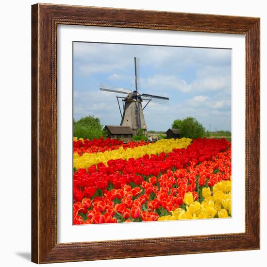 Dutch Windmill over Tulips Field-neirfy-Framed Photographic Print