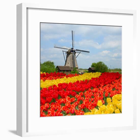 Dutch Windmill over Tulips Field-neirfy-Framed Photographic Print